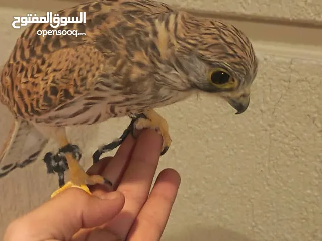 طير حميميج مع كامل اغراضة