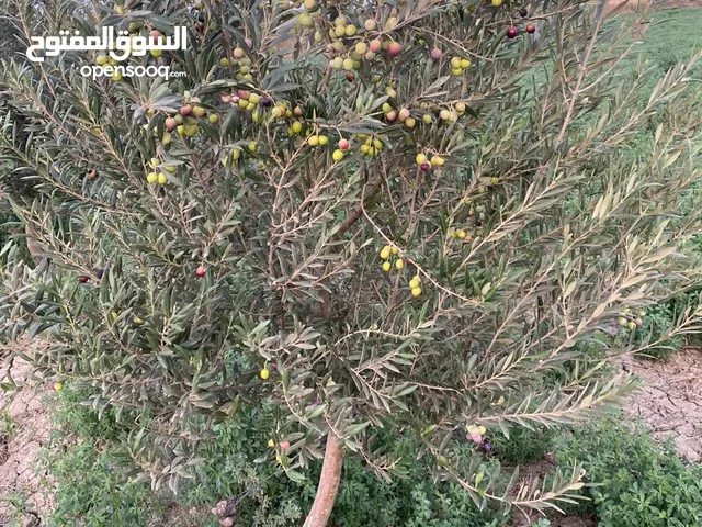 Farm Land for Sale in Kénitra Sidi Taibi