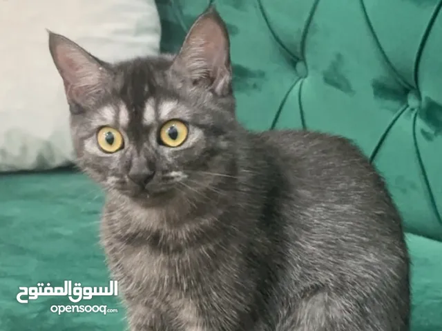 قط للبيع 25