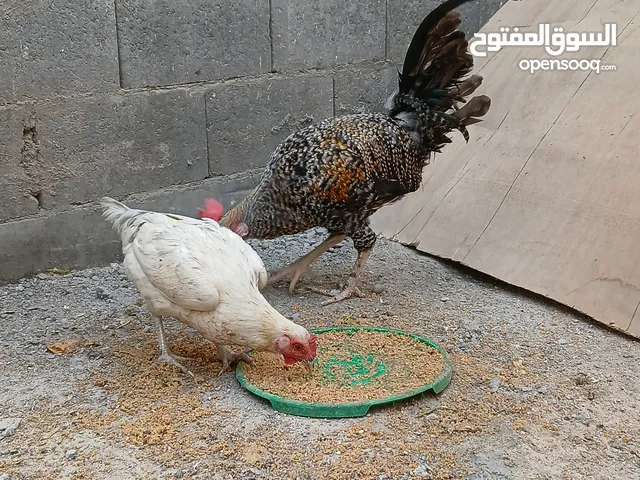 دجاجة وبيج عرب شرط من حلالي مكفول لات من كلشي الدجاجه جانت كاركه هسه على وجه بياض