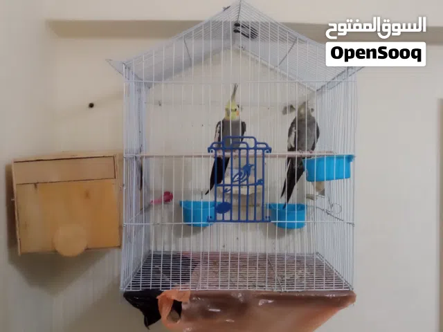 جوز عصافير كوكتيل حبشي للبيع بالقفص