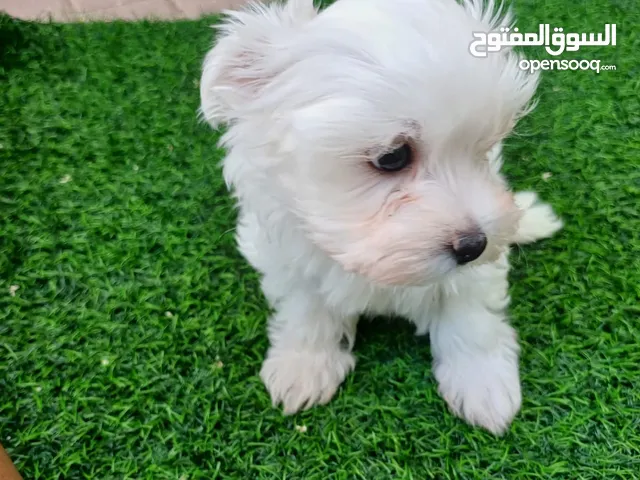 White Havanese one month old Male without vaccine Tiny and cute