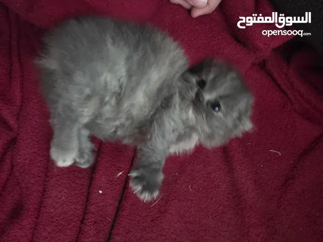 أنثى شانشيلا للبيع ...عمر شهر وونص الموقع الزرقاء الجديدة
