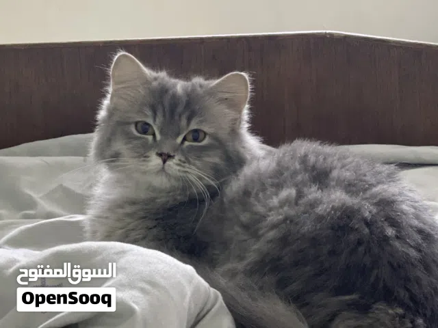 قطة بزونة للبيع
