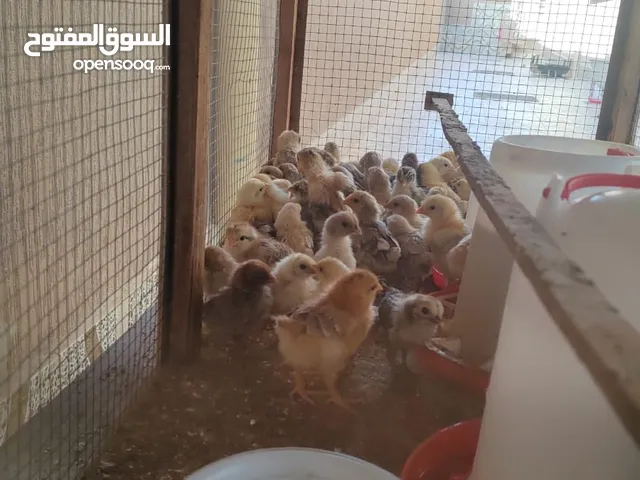 صيصان فيومي والدندراوي غير مهجن ومحلي