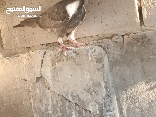 جواز حمام شغلات