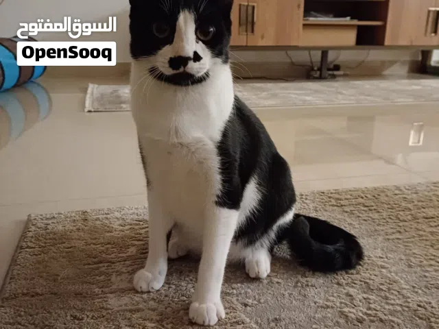 قط للتبني ليس للبيع