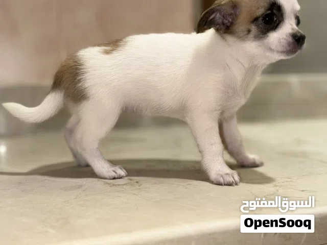 جراء شيواوا أنثى  قابل للتفاوض  Female Chihuahua  Negotiable