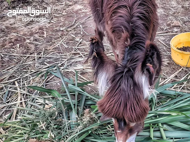 جحش جميل للبيع