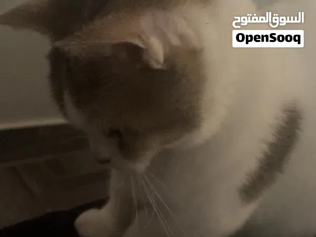 ماشاءالله للبيع انثى منجكن القزمه حامل
