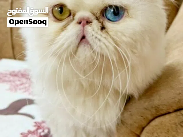 ذكر بيرشن تبارك الرحمن