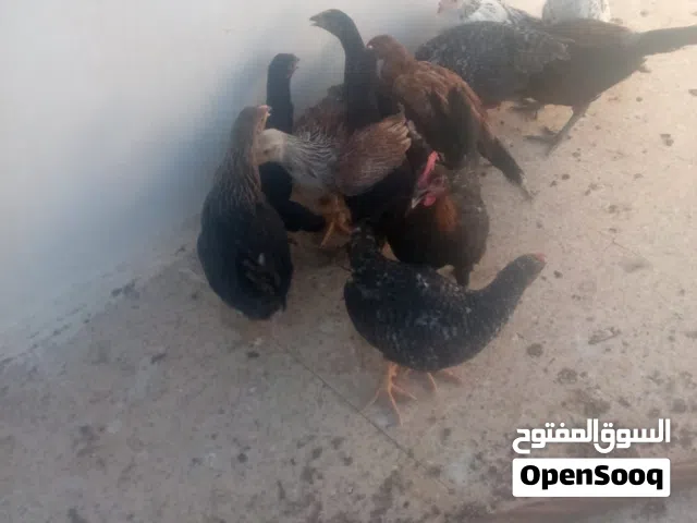 فرخات جاج عمر شهرين ونص اقرا النص عمان جاوا