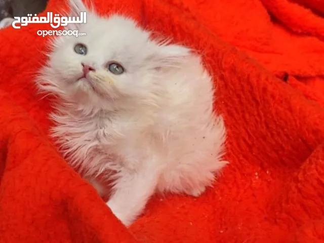 قطه انثى شيرازي بيور  اللون بيضاء العمر  شهر و25يوم