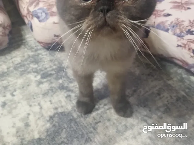 قط هيمالايا سيامي للتبني