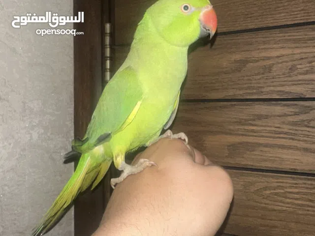 للبيع متو فرخ أليف للجادين