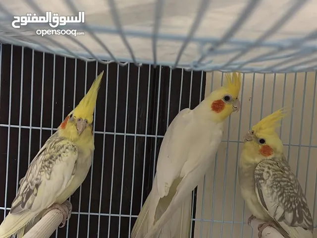 اتينا جميع أنواع الطيور