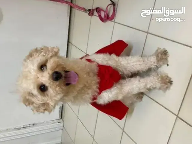 جرو بودل Toy Poodle عمره سنه ونص