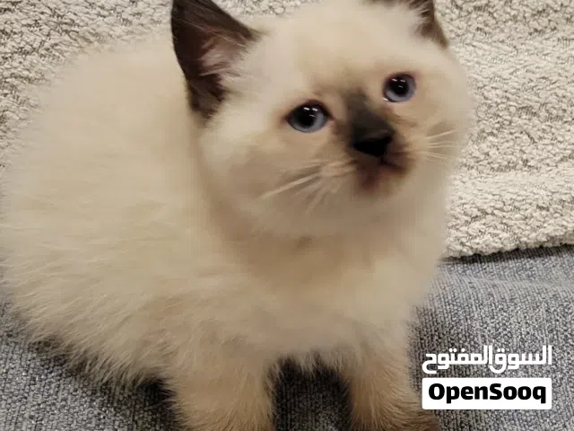 ذكر عمر 55 يوم