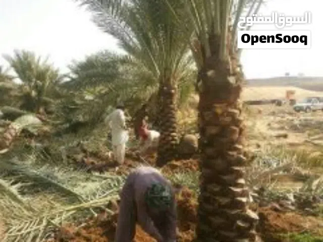 زراعة نخيل عربي ،واشنطونيا ،زيتون