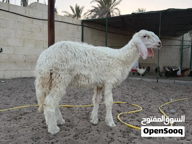 كبش نجدي مد وشور تبارك الله