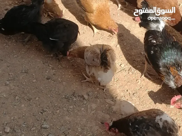 10 دجاجات وديكين للبيع عمان طبربور واتس