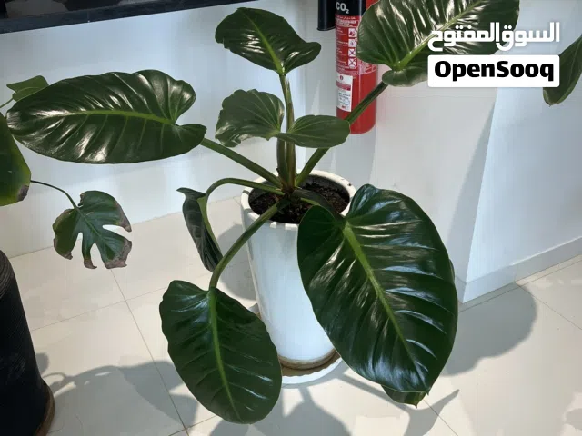 Philodendron Imperial