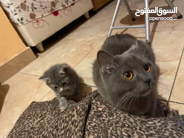 قطتين للبيع الكبيره بريتش سكوت شورت هير بيور والصغيره بريتش سكوت مكس اقرء الوصف