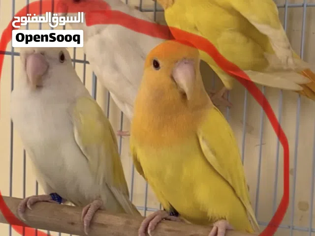 اقراء التفاصيل