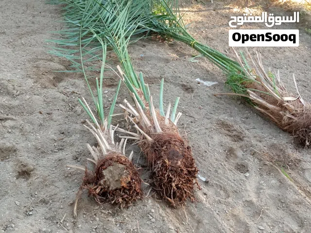 dates baby available