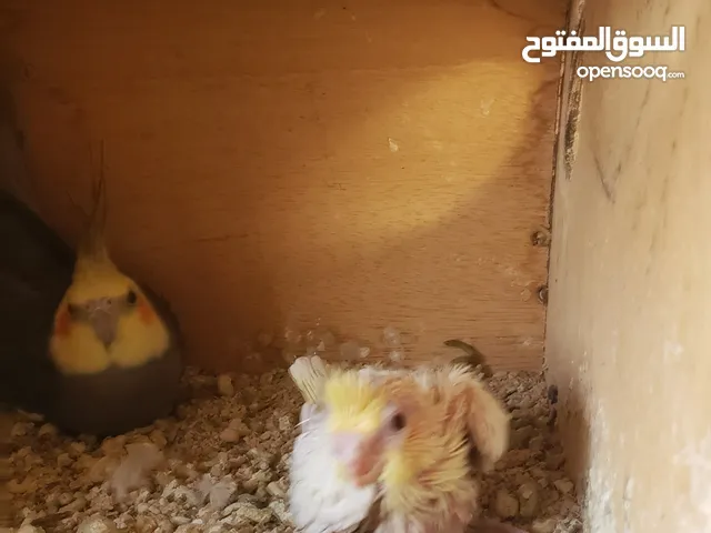 زوج كوكتيل الذكر حبشي والانثى لاتنيو منتج مضمون