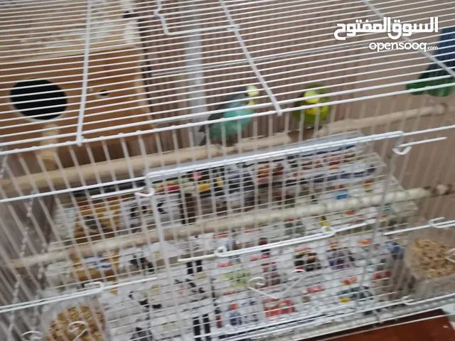 جوز طير بدجي مع القفص.