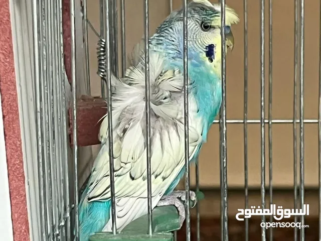طيور حب هوقو رومو