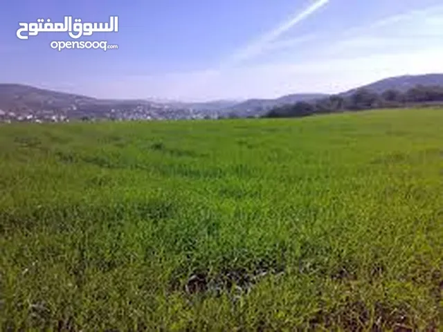 مطلوب غنم عساف