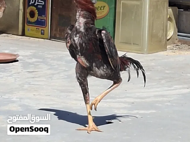 صوص عمر 10 ايام  سايكس  براهمه  باكستاني  تسليم الرصيفة الجبل الشمالي خلف مستشفى الأمير فيصل