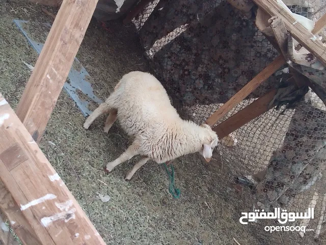 3خرفان العمر 6اشهور