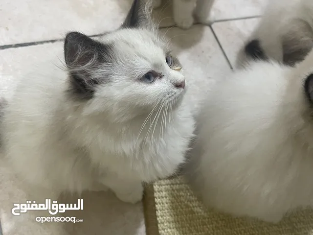 Cuddly Ragdoll mix himalayan