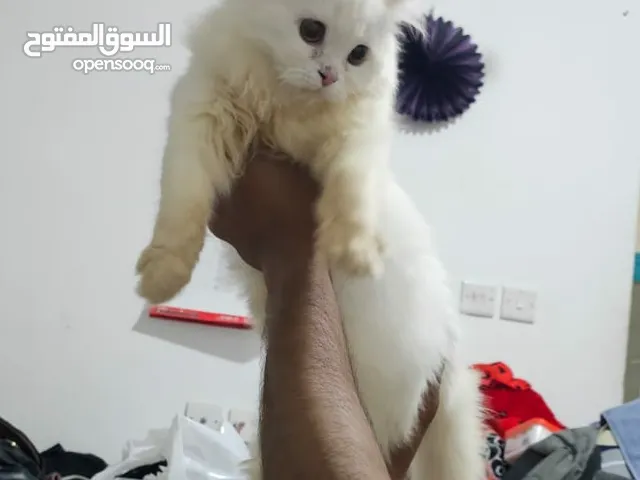 Persian shirazi tamed kitten