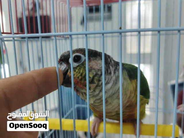 كنيور أليف للبيع تابع الوصف