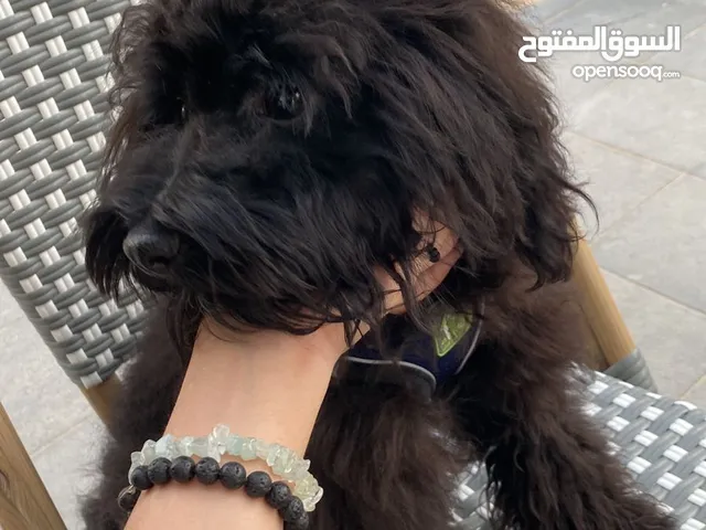 10 months old toy poodle, healthy and lively with vaccination card