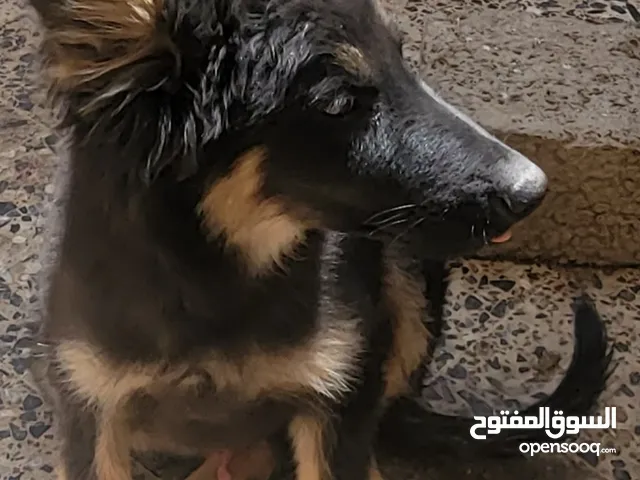 جرو ذكر جرمن بيور اصل سلاله