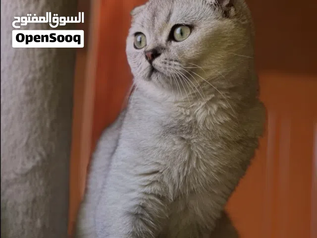 قطط سكوتش للبيع اقرأ الوصف ضروري