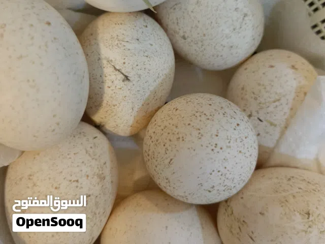 سلام عليكم بيض فسيفس البيضه 2000دينار  9بيضات بكاني حمدان