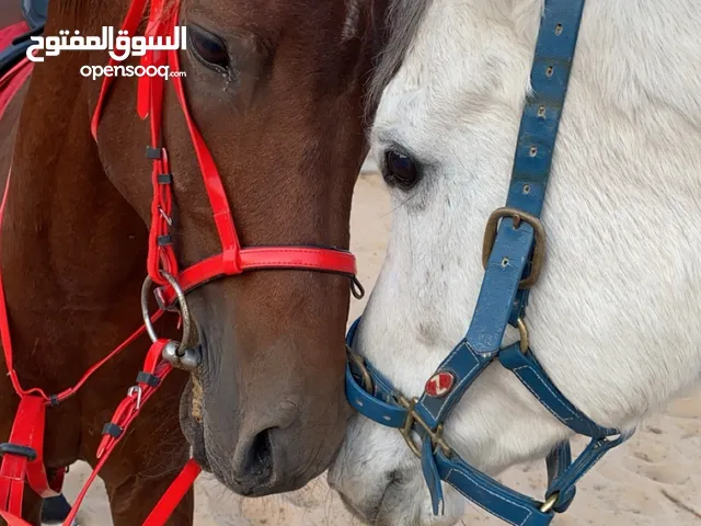 خيل فحل حار
