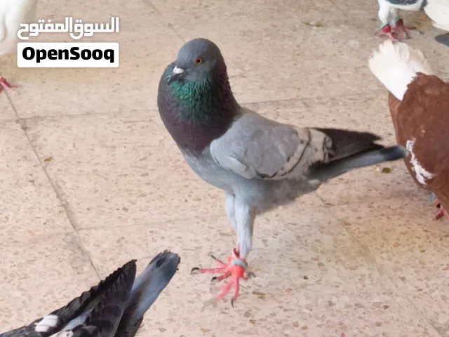 متاح ست حبات صلاة النبي منهم حبتين اطيور حمام للبيع فقط