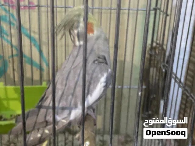 متاح نثيه حبيشه شرط الإنتاج جانت مفرخه