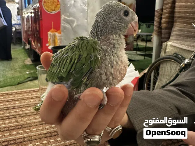 للبيع بيبي متو أخضر بأحجام ممتازة