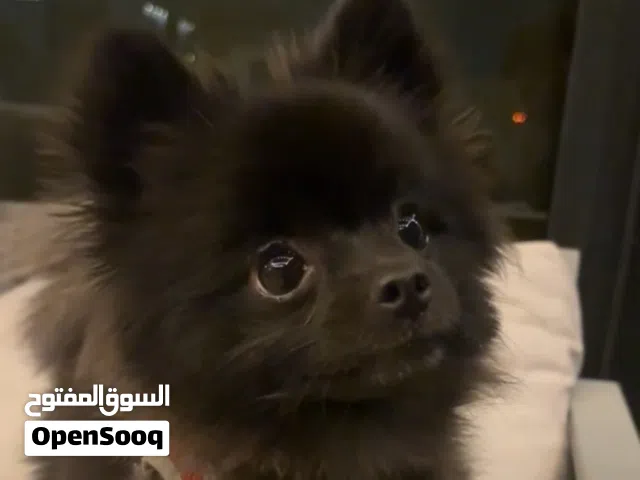 مومارينيان بلون مميز