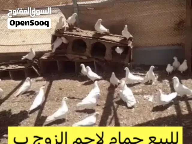 للبيع حمام زواجل و لاحم في العين