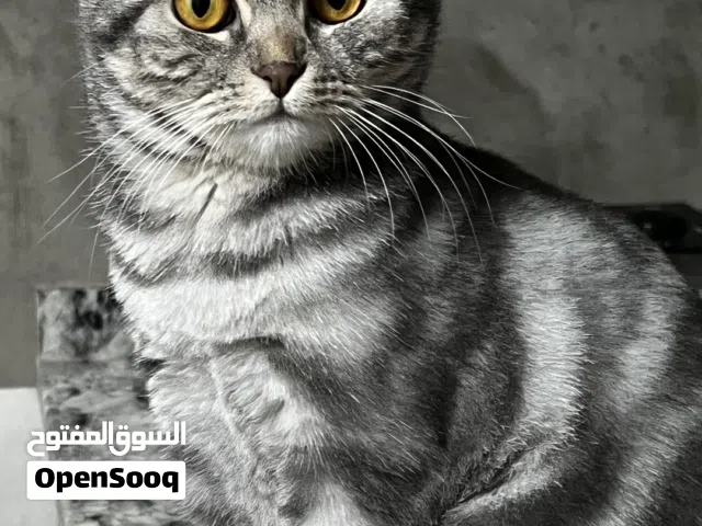 قطة سكوتش فولد