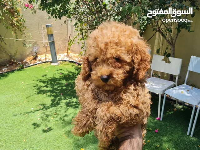 Purebeed Poodle Puppy